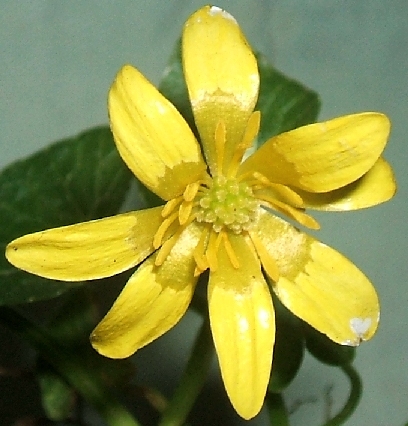 Ficaria verna (ex Ranunculus ficaria)